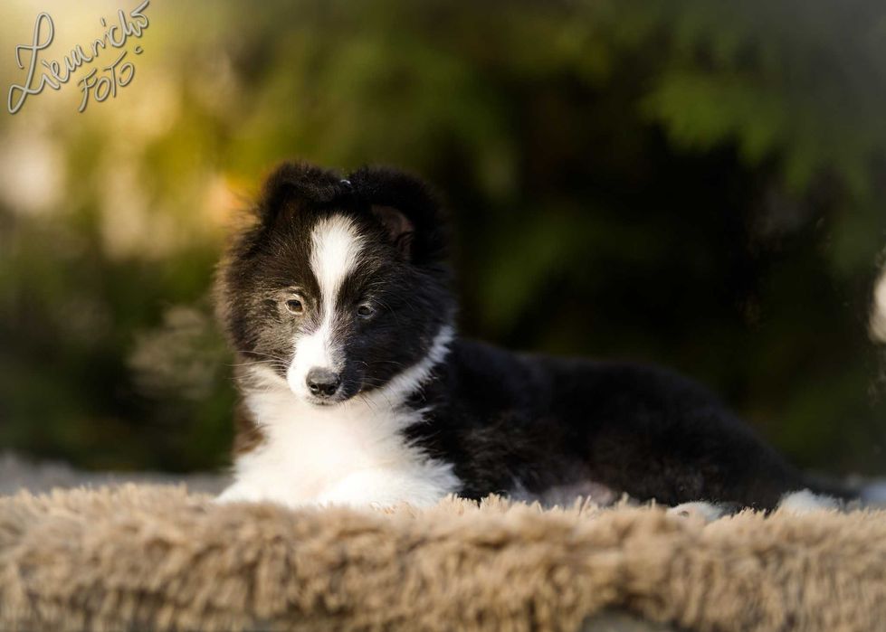Owczarek Szetlandzki Sheltie - Bi Black Sport