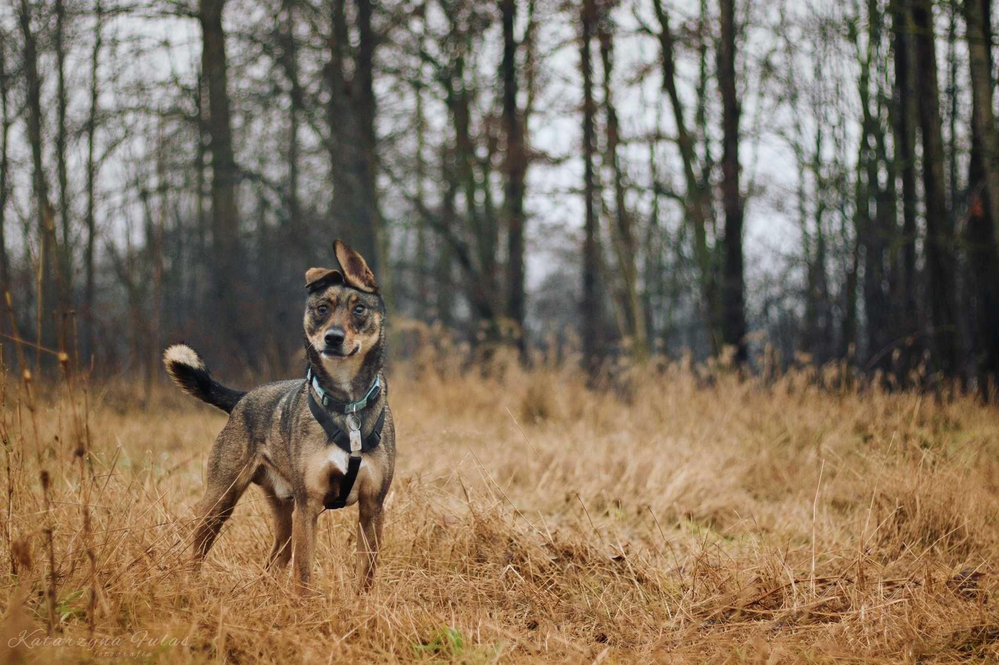 Baks super pies poleca się do adopcji