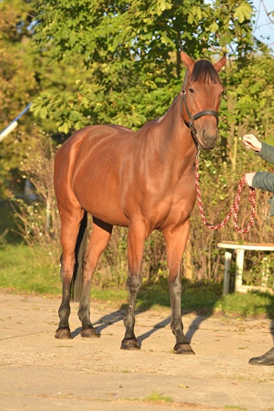Klacz xx, 6 lat, źrebna ogierem po Dominatorze