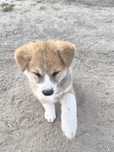 Szczeniaki Akita inu