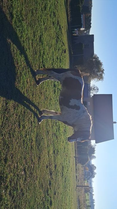 Klacz srokata zaprzegana