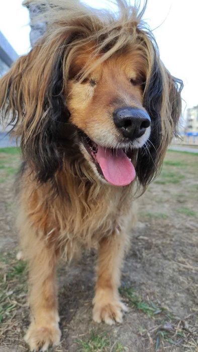 Особенный пёсик Бахмут-великолепный красавец. Собака СУПЕР!