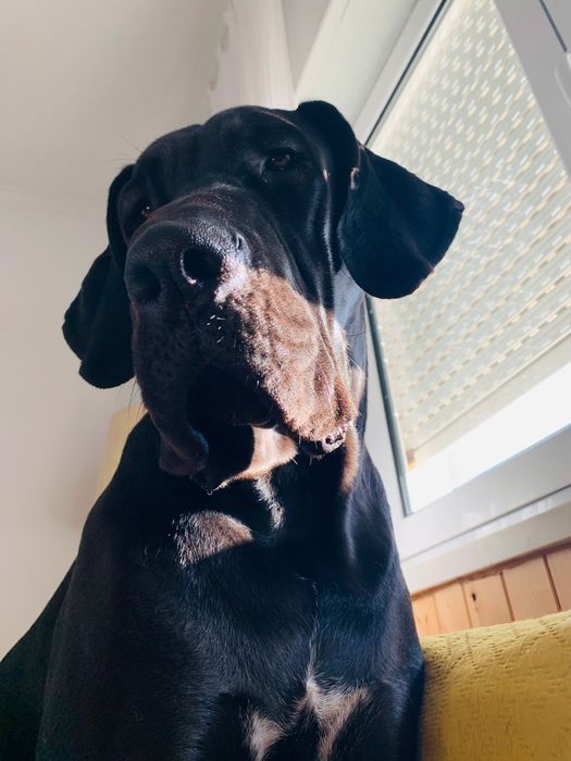 Dogue Alemao Merle com Lop