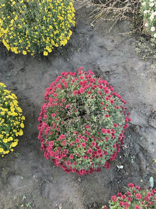 Chryzantemy tanio !!