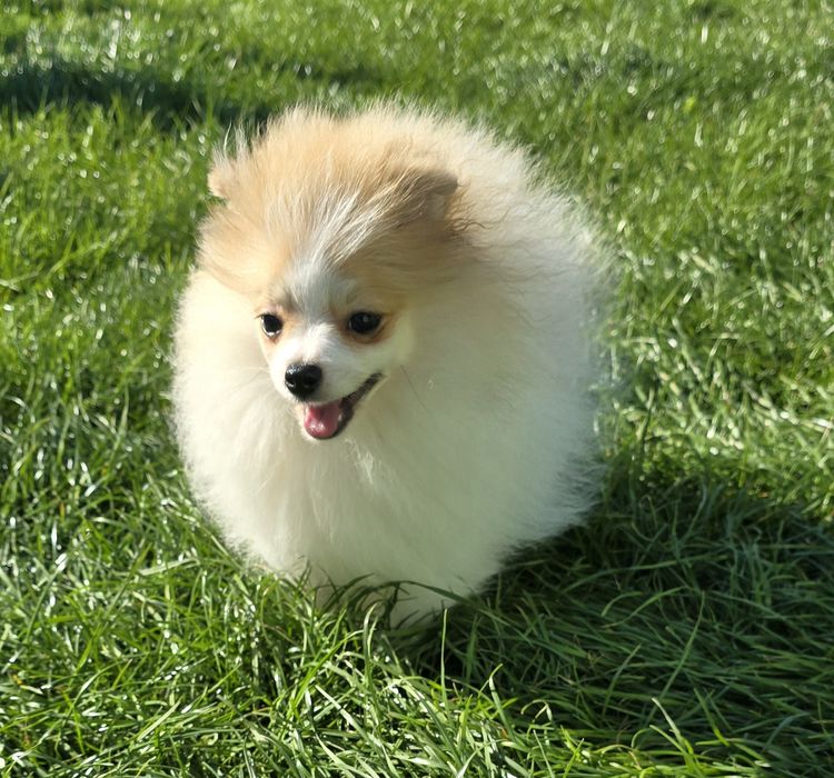 Szpic miniaturowy pomeranian piesek