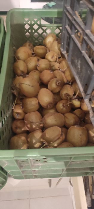 Vendo kiwi 1,5euros/kg