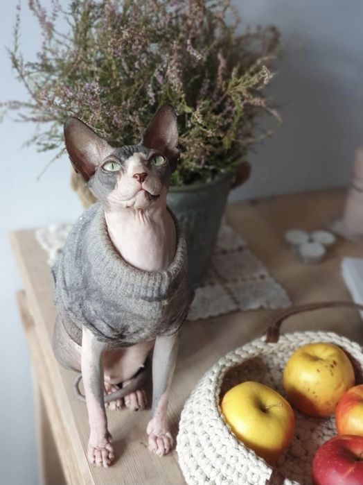 Kotka Sfinks Kanadyjski z rodowodem FPL