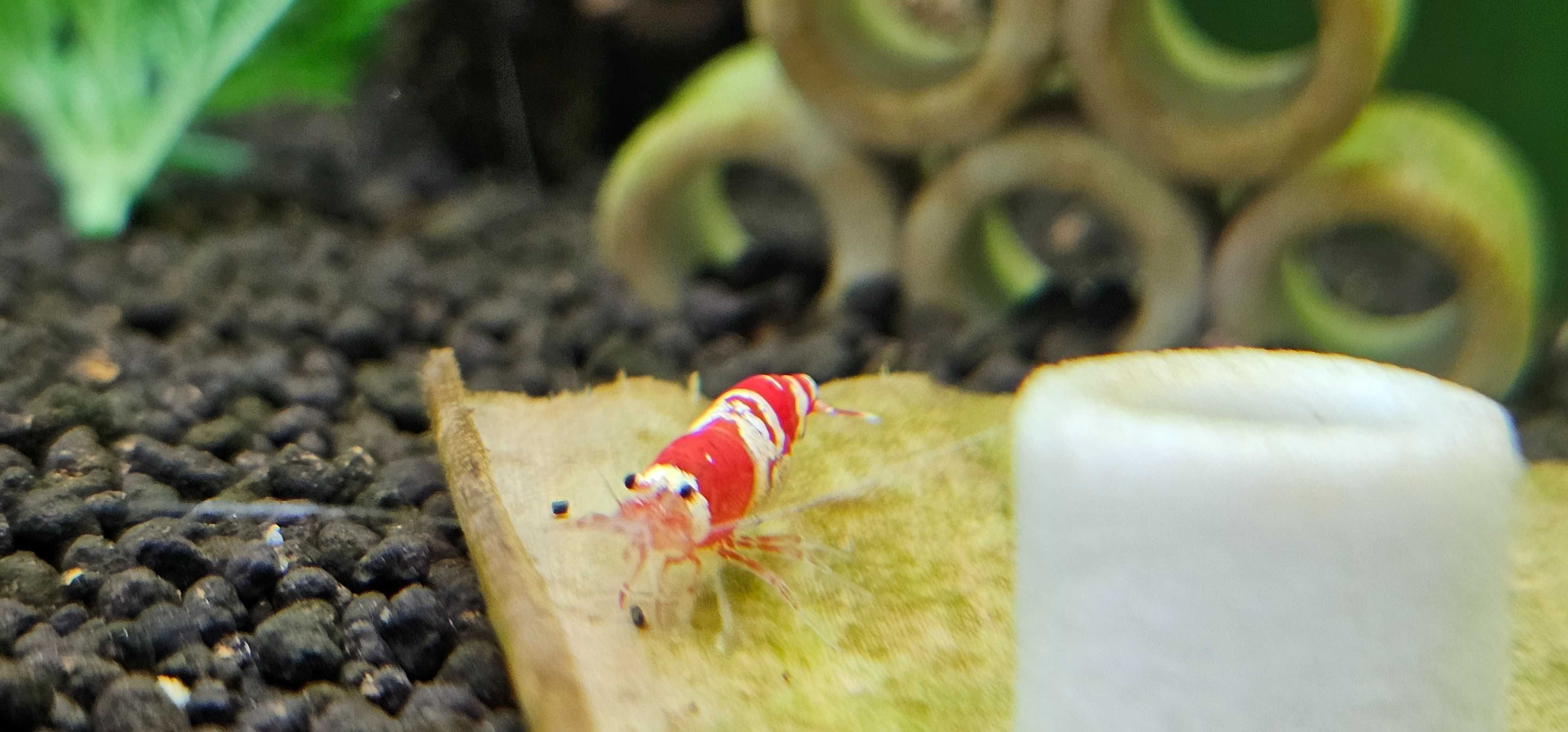 Krewetki Crystal Red 10szt. (Caridina)