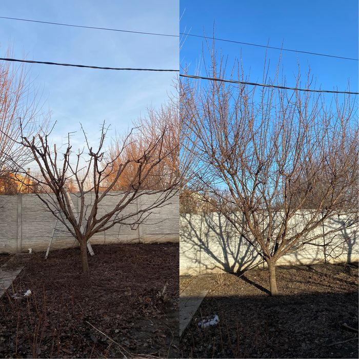 Професійна обрізка фруктових дерев.Для тих кто любить смачні фрукти