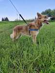 Pies do adopcji  idealny dla rodziny