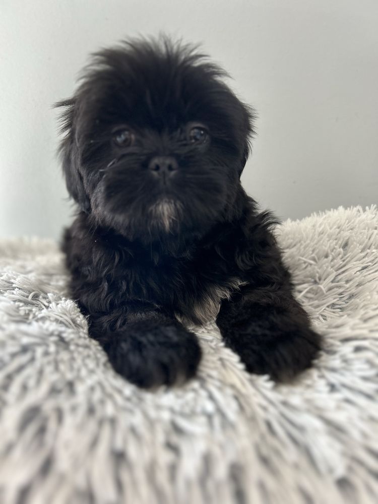 Samiec Shih tzu DO odbioru