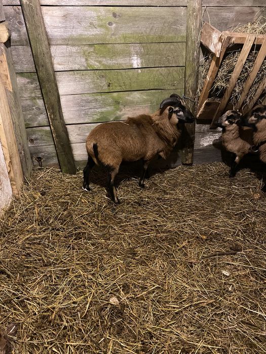 Sprzedam barana kameruński