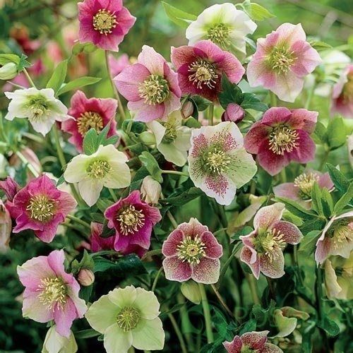 Сіянці морозника  різних кольорів.