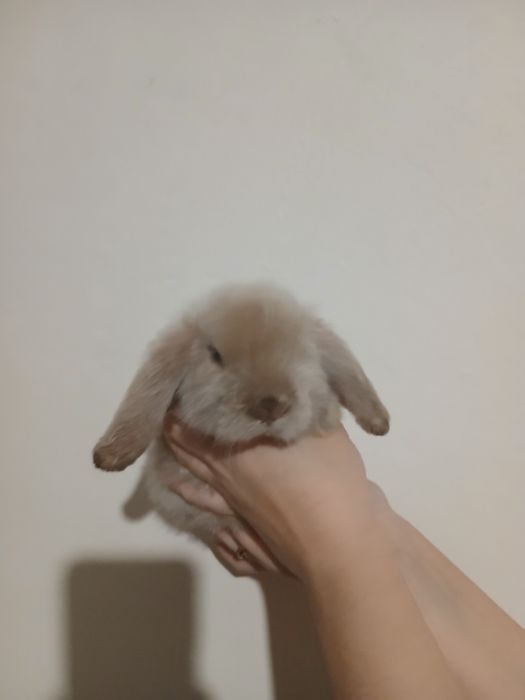 Декоративні кроленята