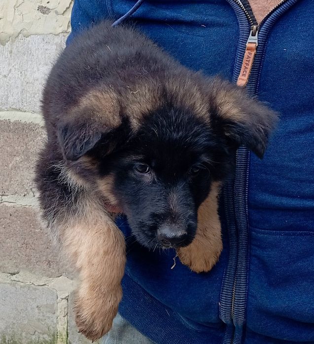 Щенки длинношерстной овчарки.