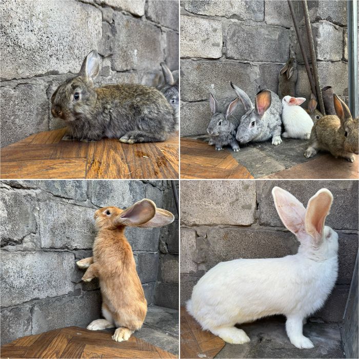 Продам кроликов