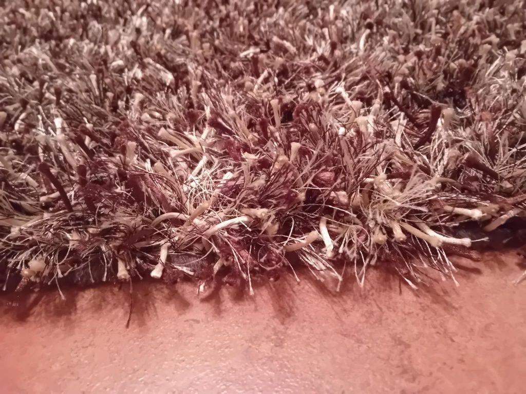 Carpete castanha
