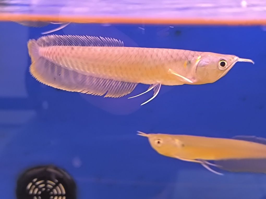 AROWANA PRETEADA 15/16CM