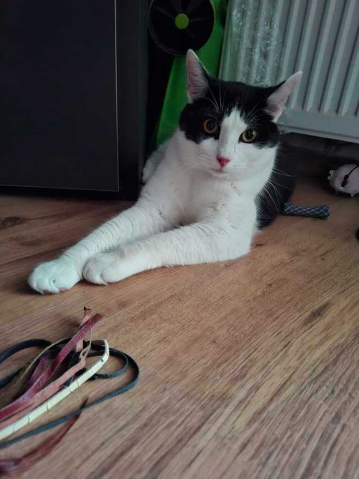 Knedlik - kot do adopcji