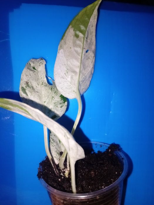 Сциндапсус, эпипремнум новинки.