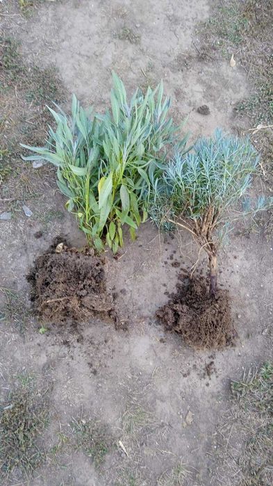 Декоративные кустарники и многолетники. Лавандин перовския котовник