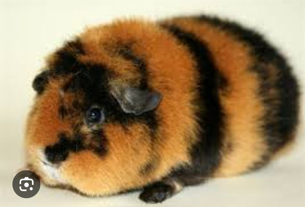 Морская свинка пчёлка редкий окрас морские свинки не селф