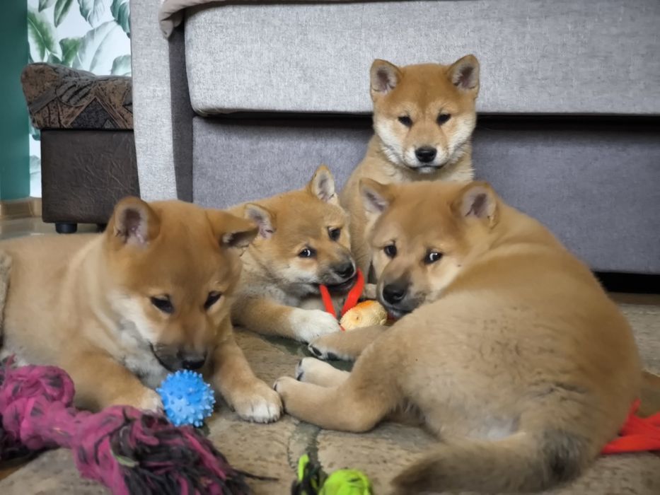 Shiba Inu śliczne pieski i suczki ZKwP/FCI