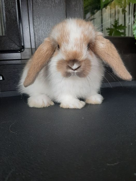 Kroliki baranek miniaturka karzełek mini lop