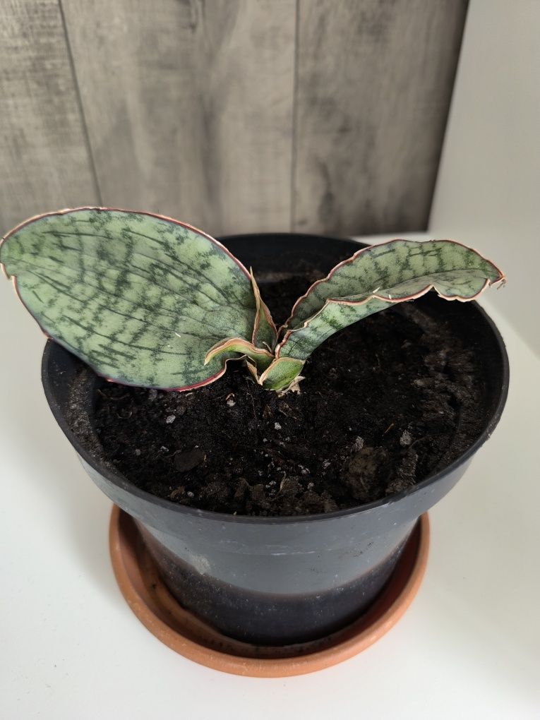 Sansevieria kirkii