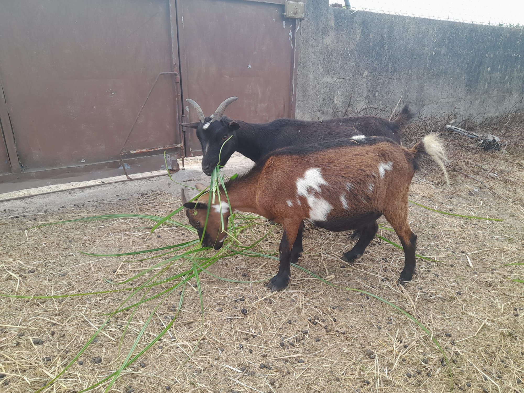 Cabras anas linda