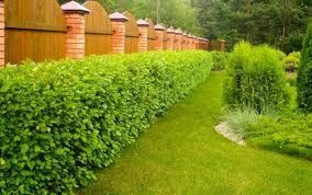 Садовник уход, газон кусты деревья,покос травы, обработка.