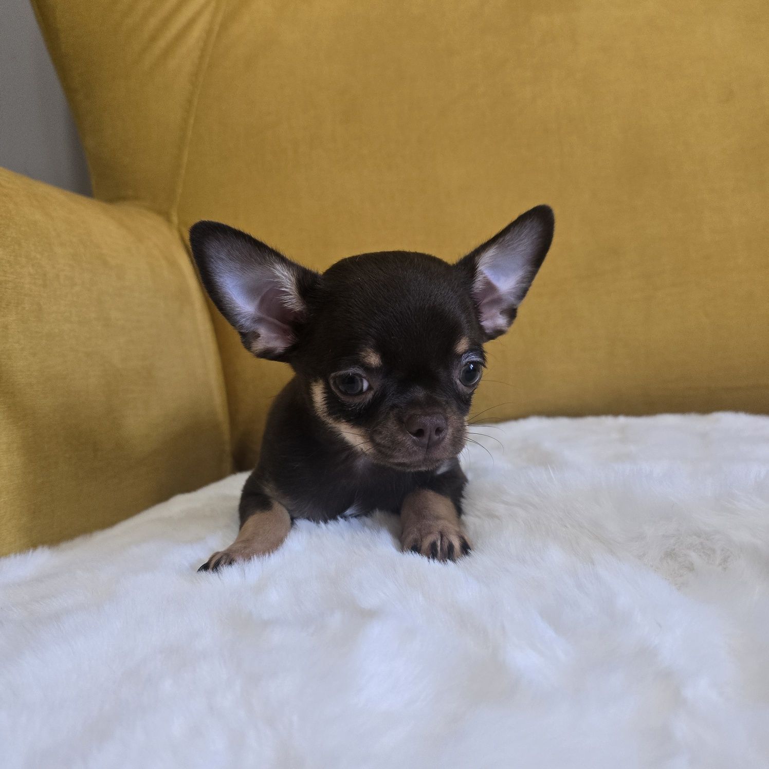 Juz do odbioru * Chihuahua samiec czekoladowy podpalany