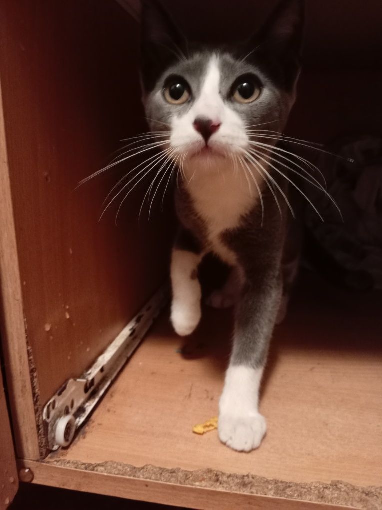 Gatinho para Adoção responsável