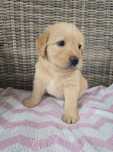Labradoodle sunia doodle gooldendoodle