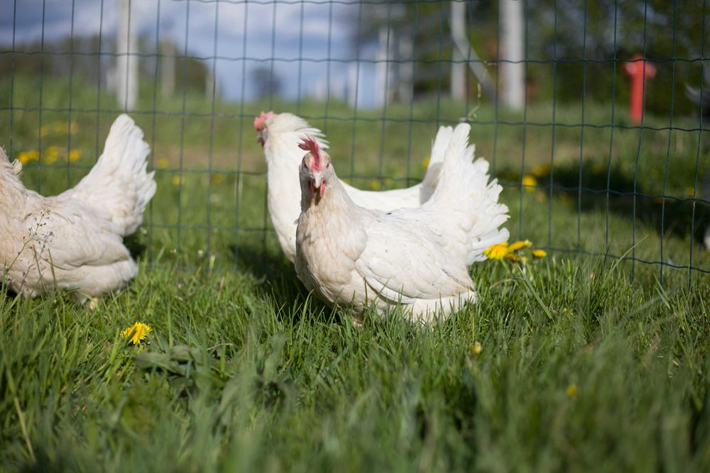 Kurka nioska Tetra biała jak leghorn