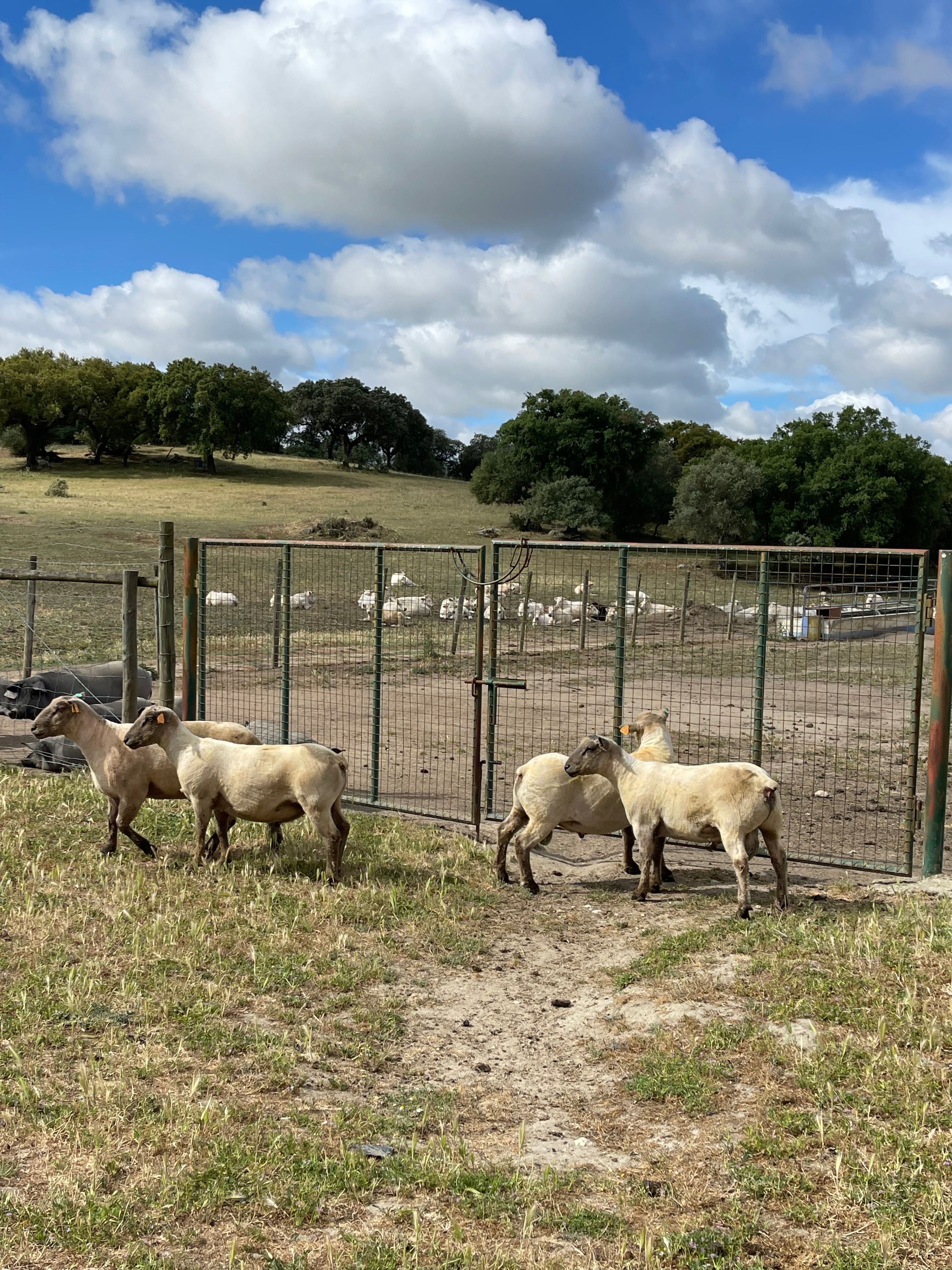 Vendo 3 machos reprodutores da raça Mouton Vendéen com 12 meses.