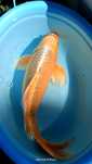 Karpie koi butterflay