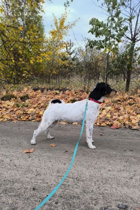 Parson Russell Terrier