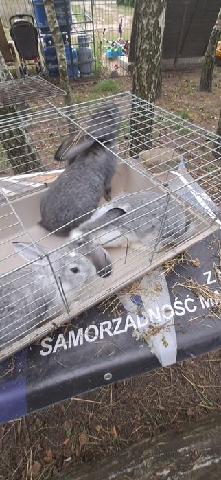 Kroliki mieszanka baranów