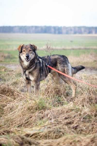 Młody i bardzo łagodny Drago szuka domku