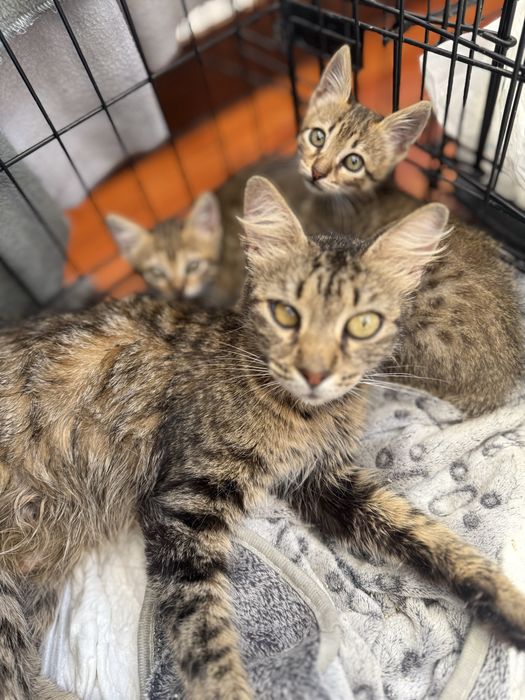 Gatas para adoção responsavel