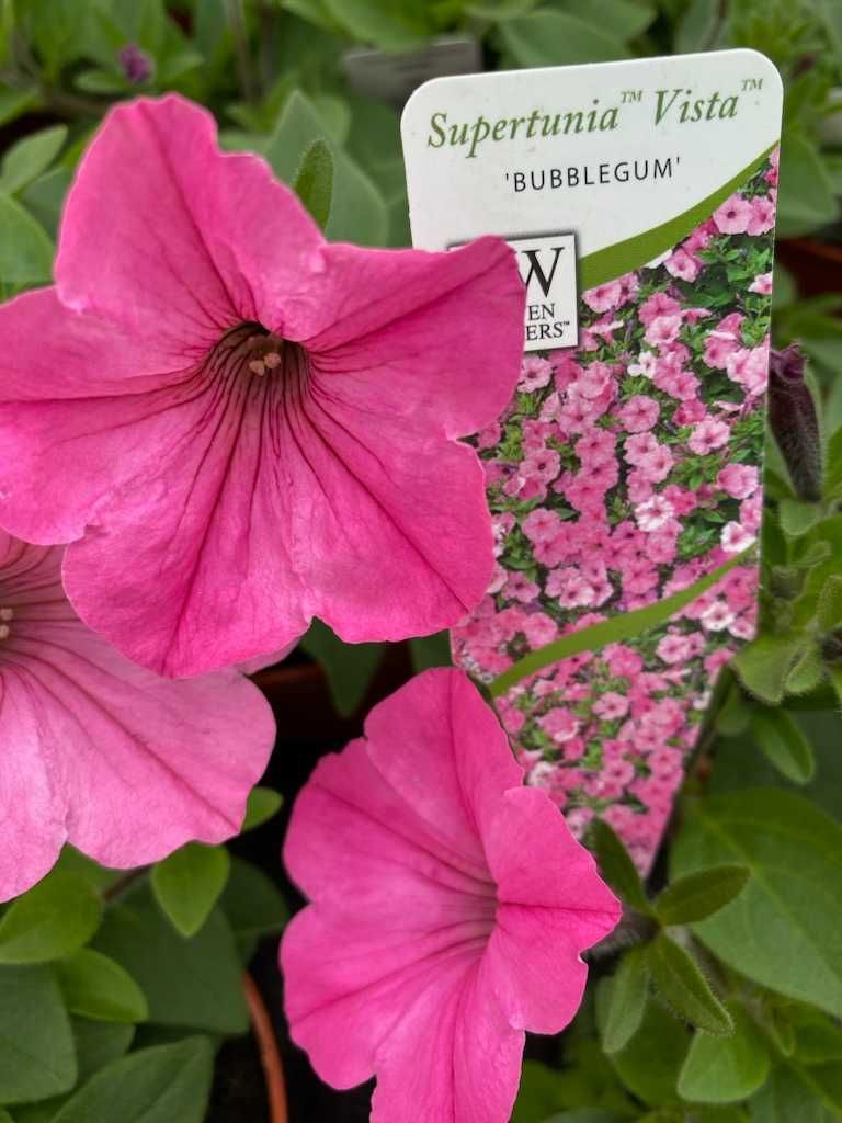 Surfinia Supertunia Vista Pelargonia Kwiaty Wiosenna Rozsada Krzewy