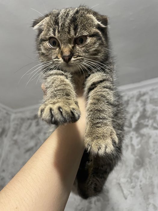 Висловухі кошенята шукають дім