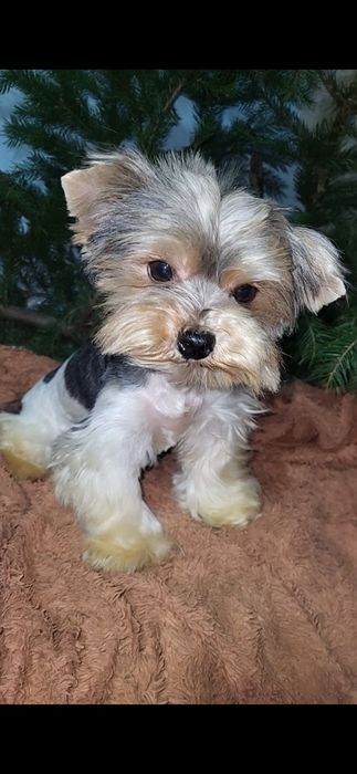 Бівер-йорк. Дівчинка. Міні.