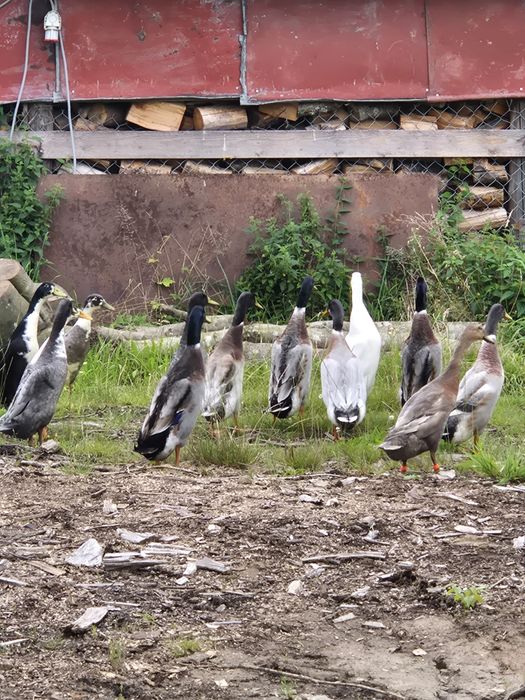 Kaczory biegusy indyjskie