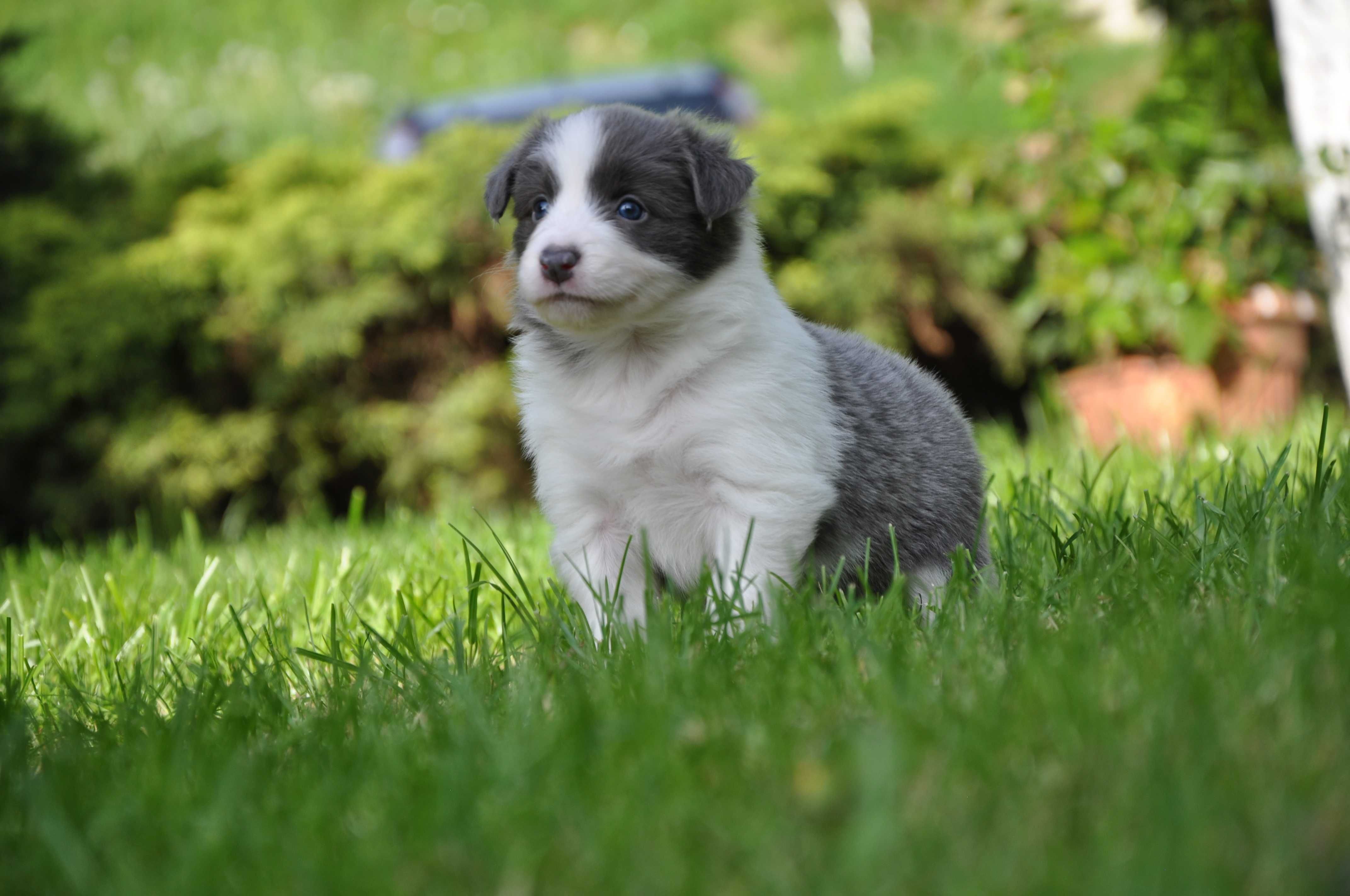 Suczka Border Collie ZKwP FCI umaszczenie blue and white