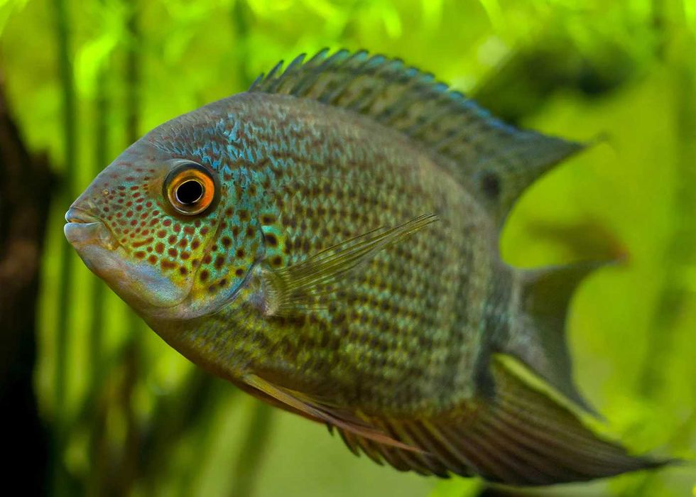 GB Pielęgnica Severum Zielony