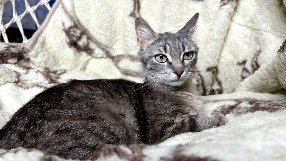 Отдам_ кошки_ котята_ мила