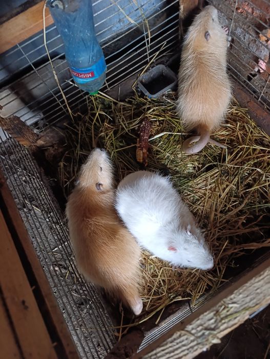 Звірі нутрії молоді