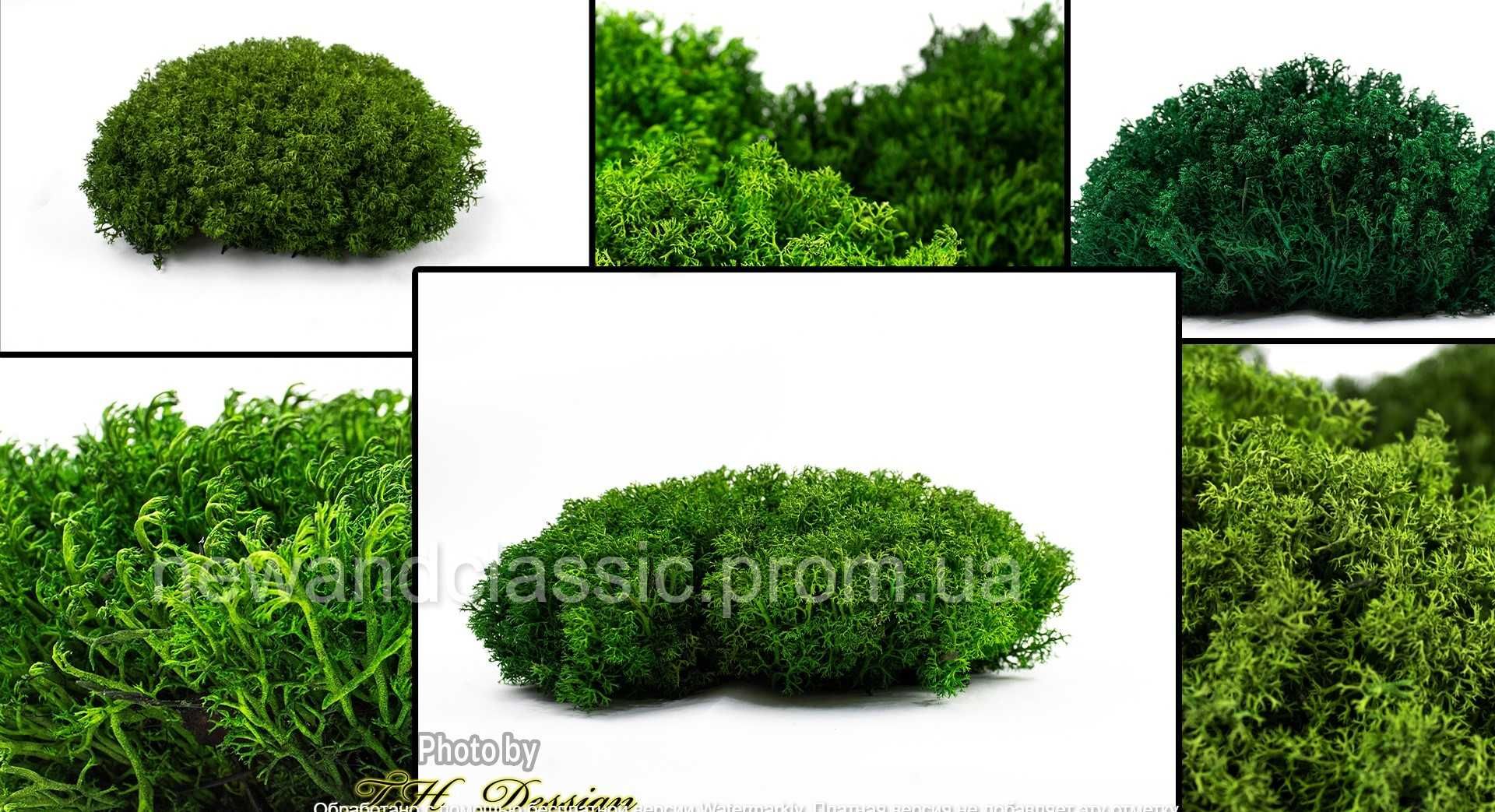 Український стабілізований мох, янгель світлозелений 100 грам -GreUkr2